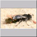 Oxybelus bipunctatus - Fliegenspiesswespe w36 5mm - Sandgrube Niedringhaussee.jpg